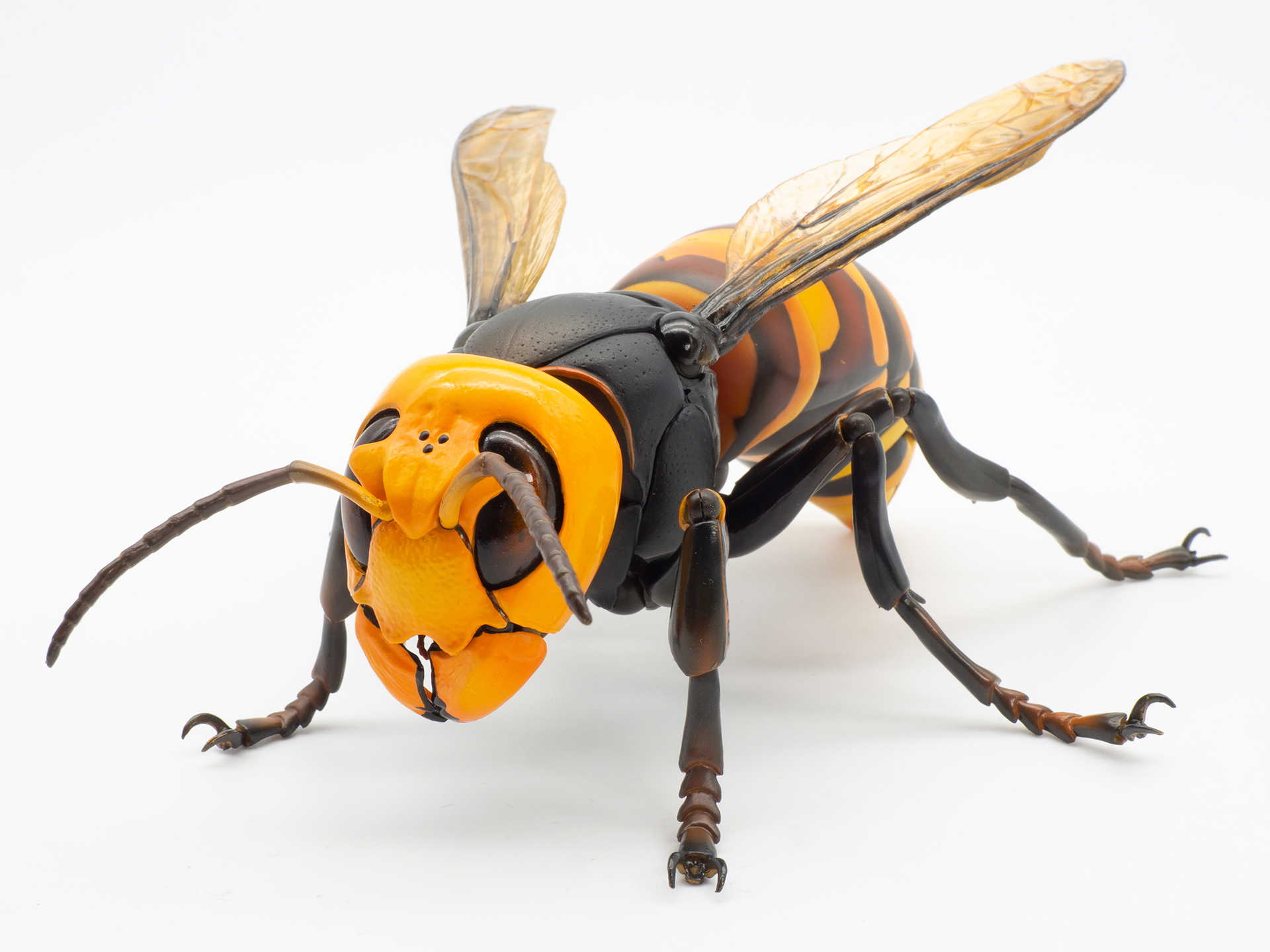 レビュー】自然が生む造形の美しさ！ 「REVO GEOオオスズメバチ 