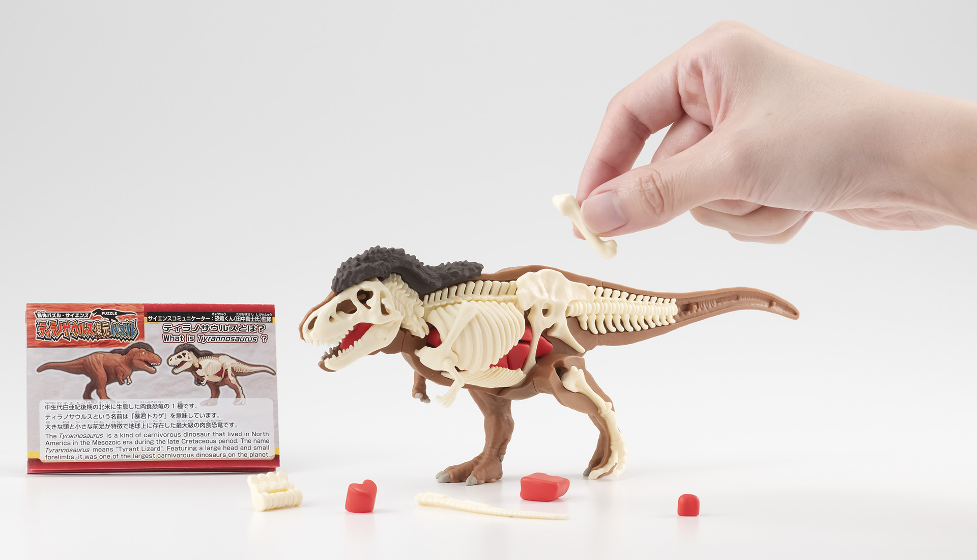 骨と内臓を組み立ててティラノサウルスを復元！ 立体型パズル「ティラノサウルス復元パズル」が11月下旬に発売 - HOBBY Watch