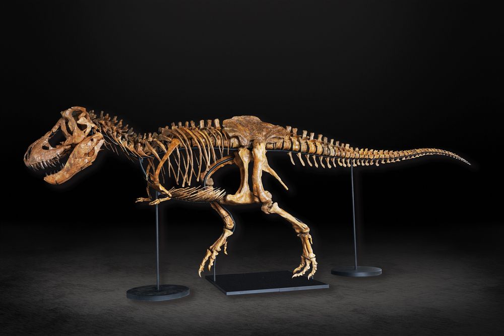 ティラノサウルス骨格 恐竜骨格芸術骨格 標本置物コレクションoq - 置物